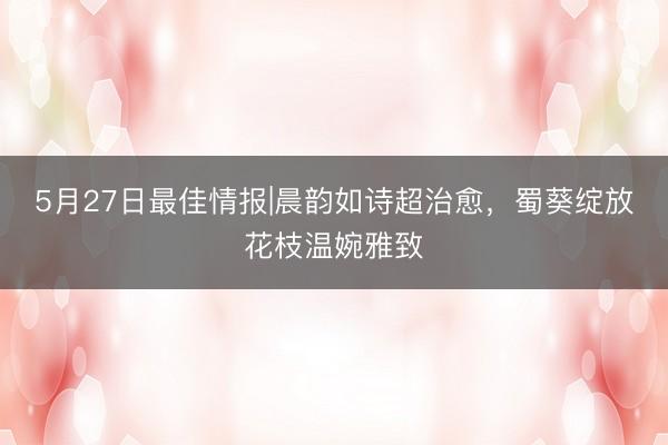 5月27日最佳情报|晨韵如诗超治愈，蜀葵绽放花枝温婉雅致